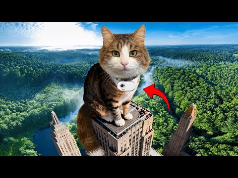 Видео: РЕАЛЬНЫЙ ДЕНЬ КОТА! КОТ ГУЛЯЕТ С КАМЕРОЙ 24 ЧАСА ЧЕЛЛЕНДЖ