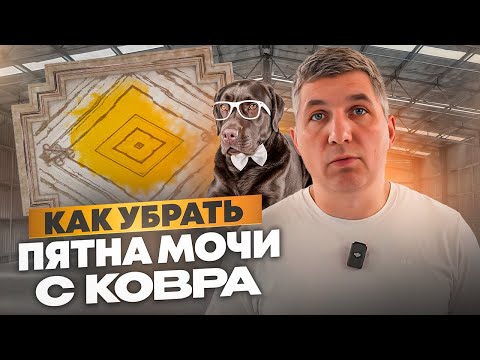Видео: ВАШ ПЁС ИСПОРТИЛ КОВЁР? — Полный процесс удаления пятен и запахов