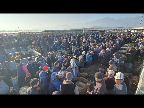 Видео: Халмион малБазары 18.10.24г базарда мал өтө көп выбор көп👍. ГИВ 700шт билет калды 0555 94 44 05ватса