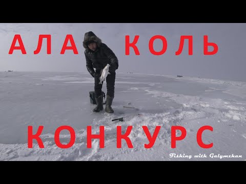 Видео: Алаколь.Конкурс.Крупный белый окунь.Прикол в конце видео))