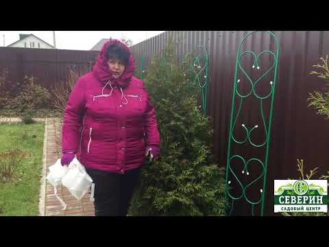 Видео: Укрытие Азалии