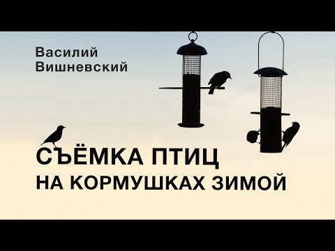 Видео: СЪЁМКА ПТИЦ НА КОРМУШКАХ ЗИМОЙ. @fotoparus