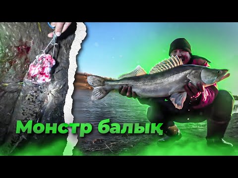 Видео: СУДАК МОНСТР. НӘЛІМ түнде балықтын басын ұры жеп кетті😱!!! Түнгі Рыбалка