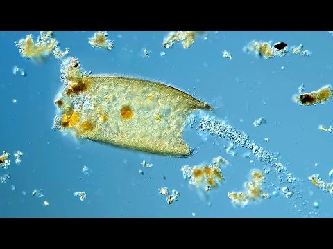 Видео: САМАЯ КРАСИВАЯ СМЕРТЬ