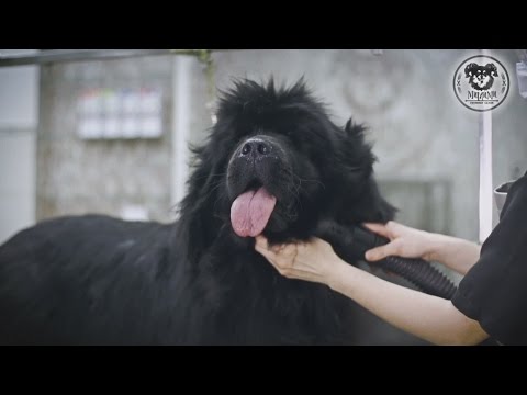 Видео: Груминг большой собаки