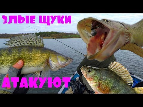 Видео: ТАКИХ ЗЛЫХ ЩУК, ОГРОМНЫХ ОКУНЕЙ С СУДАКАМИ МЫ НЕ ОЖИДАЛИ! Зимний спиннинг! Рыбалка с Михалычем!