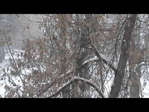 Видео: Такого снегопада давно не помнят здешние места....