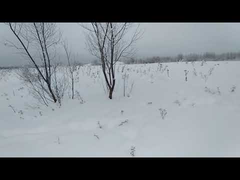 Видео: Хищники в человеческом облике