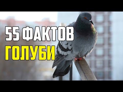 Видео: 55 ИНТЕРЕСНЫХ ФАКТОВ О ГОЛУБЯХ