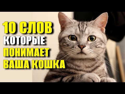 Видео: 10 слов, которые понимает ваша кошка: удивительные тайны кошачьего языка