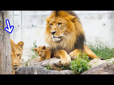 Видео: Нежный поцелуй папы🦁 с любовью отпускает львенка к маме❤️