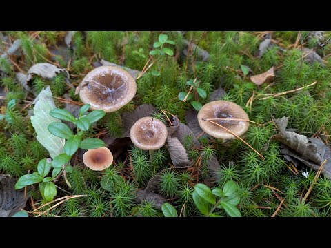 Видео: Гигрофор поздний (Hygrophorus hypothejus). Гриб на месте произрастания, при приготовлении и на вкус.