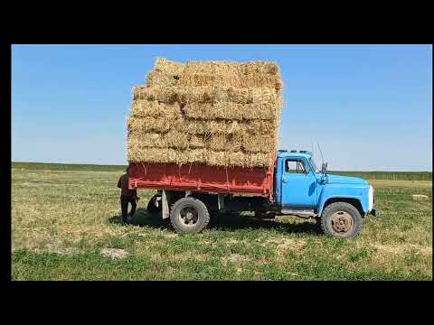 Видео: шөп  тасу науқаны.