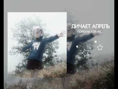 Видео: порез на собаке – дичает апрель (sped up)