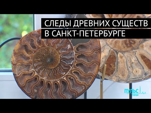 Видео: Петербург миллионы лет назад – где найти следы древних существ?