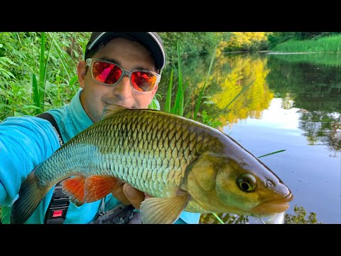 Видео: Ловля голавля на спинниг.