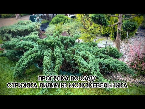 Видео: Прогулка по саду. Как сделать лилию из можжевельника…