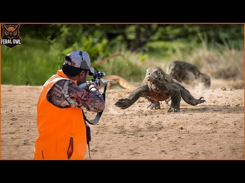 Видео: Охота на комодо. Как проходит ожесточенная битва с комодским вараном в Индонезии?