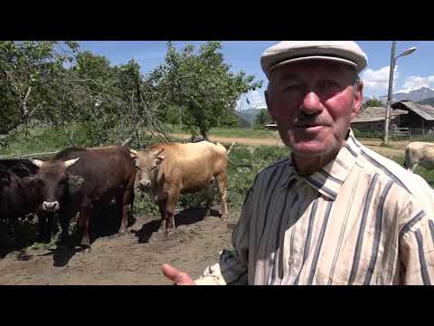Видео: БАЛЦЫ ШИХАНТУРЫ  ХЪÆУМÆ