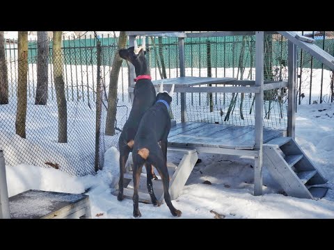 Видео: ДТ-234. Пара доберманов-братьев