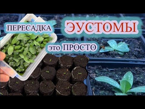 Видео: КАК ПЕРЕСАДИТЬ, ЧЕМ И КОГДА КОРМИТЬ, ПОЛИВ И ОПРЫСКИВАНИЕ - всё о выращивании ЭУСТОМЫ😉