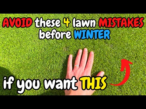Видео: Избегайте этих 4 ошибок при уходе за газоном перед зимой!
