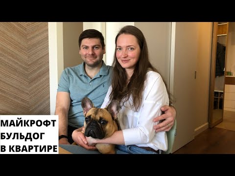 Видео: Майкрофт. Французский Бульдог в кваритире. Один день из жизни Французского Бульдога.