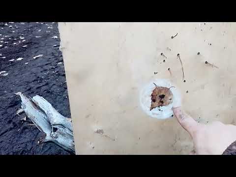 Видео: 25 октября 2025 г.