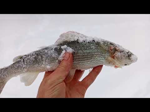 Видео: Урал рыбалка в Тайге,огромные хариусы Уральской реки.