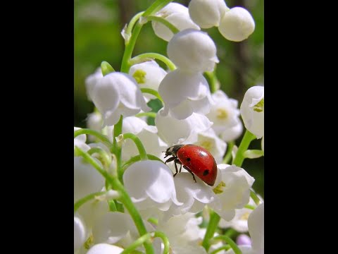 Видео: Ландыши Холодный фарфор Декор Мастер класс
