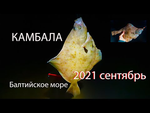 Видео: Камбала 2021, сентябрь