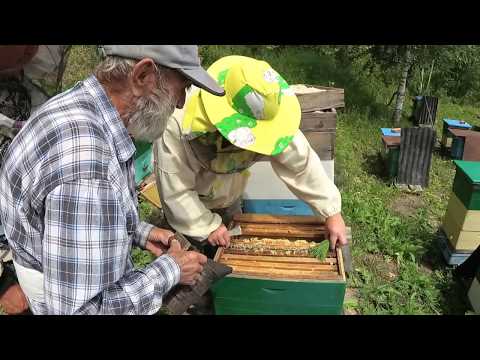 Видео: Пасека - Качаем мёд