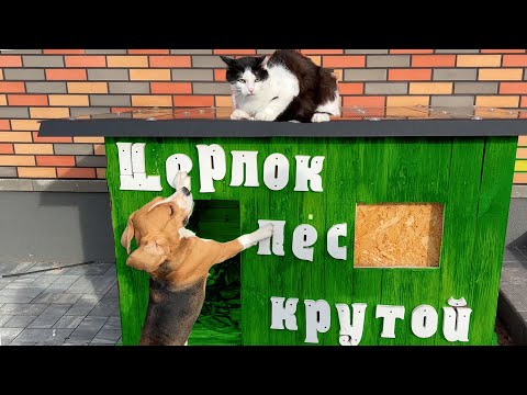 Видео: БАТЯ ВЫГНАЛ ВСЕХ ИЗ ДОМА. КОТ И СОБАКА ЖИВУТ НА УЛИЦЕ. БРОС ШОУ ПЕТ