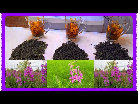 Видео: ИВАН-ЧАЙ (КИПРЕЙ) делаем сами! 3 СПОСОБА ферментации! Какой ЛУЧШЕ?