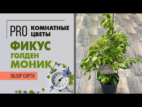 Видео: Фикус Голден Моник - обзор сорта фикуса бенджамина | Шикарный фикус с золотистыми листьями