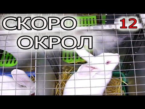 Видео: ПОДГОТОВКА МАТОЧНИКА, ГНЕЗДОВЬЯ. ПОДГОТАВЛИВАЕМ КЛЕТКУ К ОКРОЛУ!