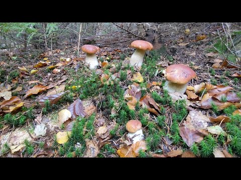 Видео: Сезон масового росту білих грибів.