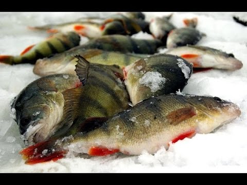Видео: ЗИМНЯЯ РЫБАЛКА 2017 ПЕРВЫЙ ЛЁД на водохранилище | Окунь, лещ, щука, плотва