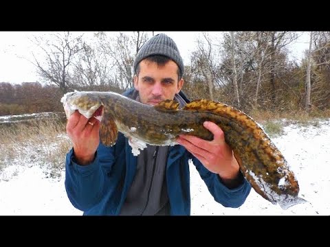Видео: рыбалка на налима осенью! ловля налима на живца река Чулым