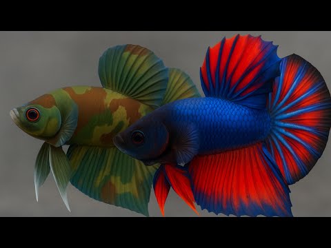 Видео: Соседи по аквариуму Betta, которые действительно работают (Полное руководство по совместимости).