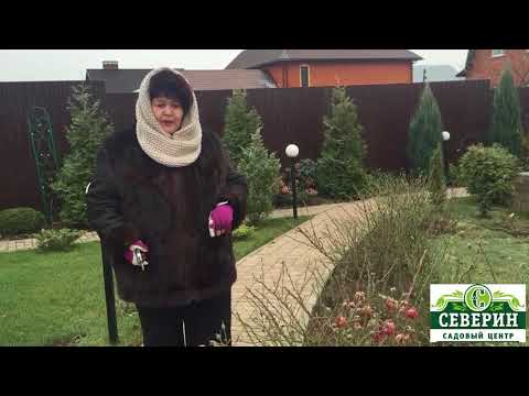 Видео: Обрезка роз - 2