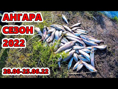 Видео: Рыбалка на Ангаре. Открытие сезона 20.06-25.06.2022г.