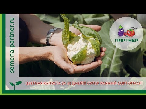 Видео: ЦВЕТНАЯ КАПУСТА ЗА 45 ДНЕЙ! СУПЕРРАННИЙ СОРТ ОПААЛ!