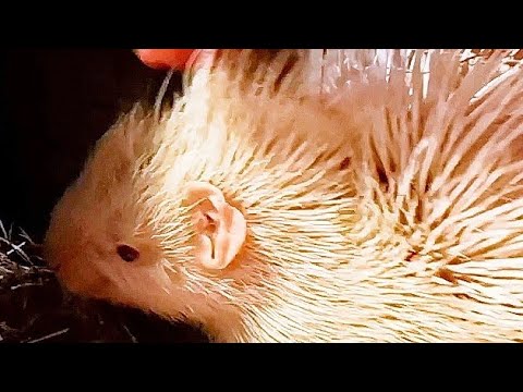 Видео: Выбираем Имя Дикобразу!