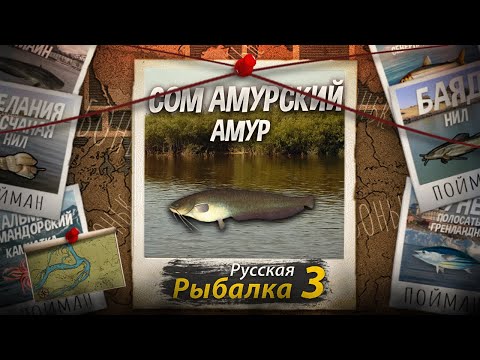 Видео: "Мутант" Сом Амурский. Амур. Русская рыбалка 3.