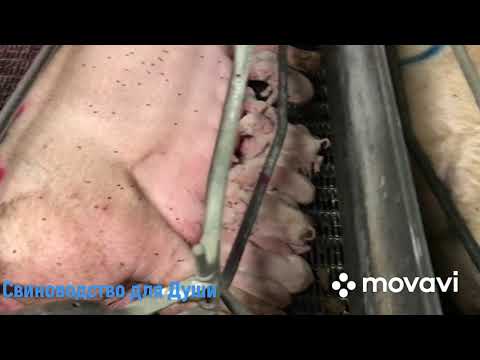 Видео: Молоко для поросят на подсосе//как мы даём молоко и кому!