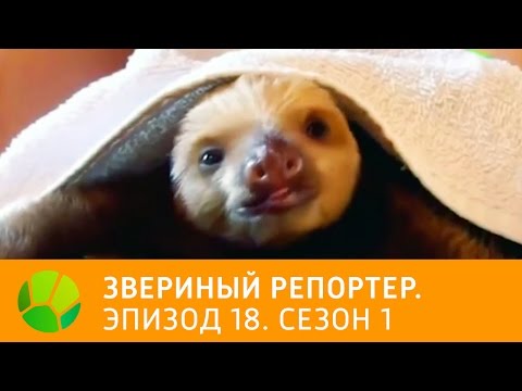 Видео: Звериный репортер. Эпизод 18. Сезон 1 | Живая Планета
