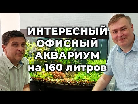 Видео: Очень интересный офисный аквариум травник  Обзор