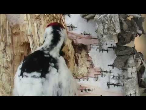 Видео: Дятел добывает личинок из дерева, white-backed woodpecker in winter