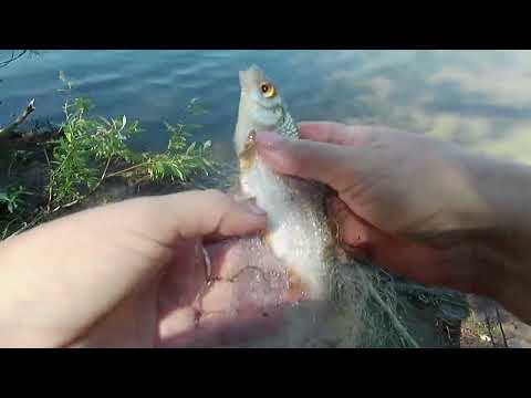 Видео: Рыбалка на Правдинском водохранилище Барнаул.  Клева не было совсем, но эта снасть ловила